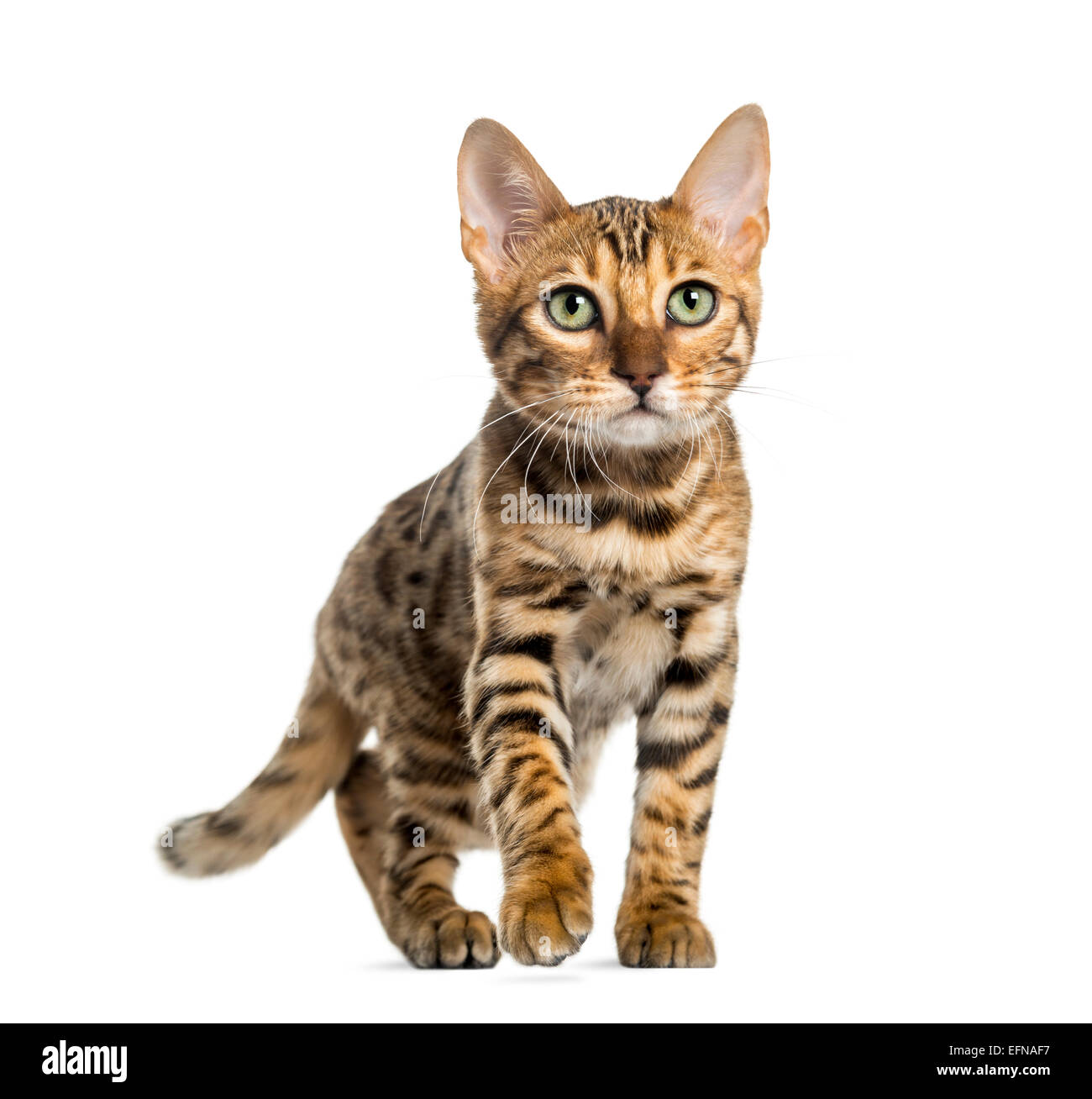 Young Bengal cat (5 months old), in front of white background Stock Photo