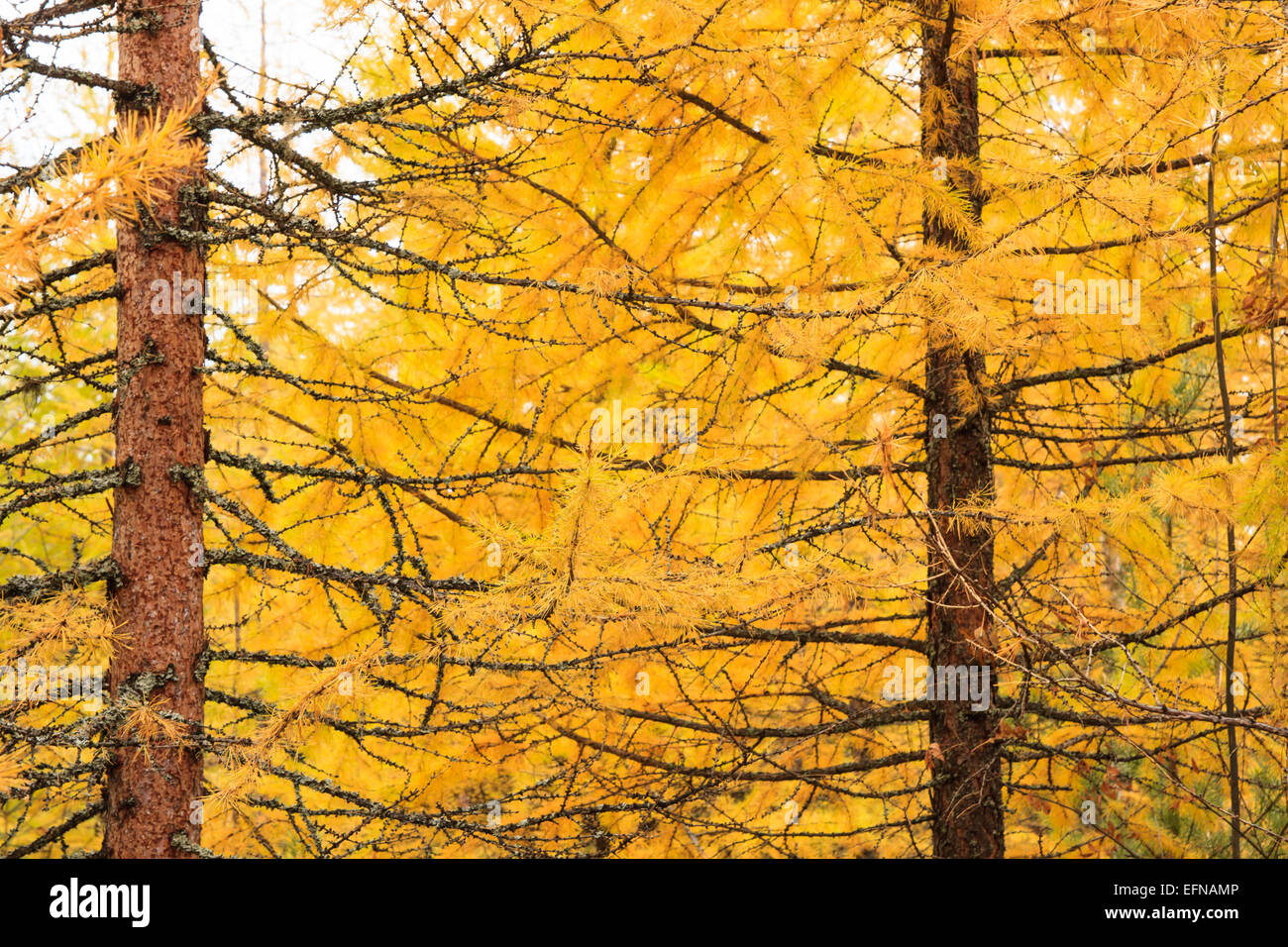 Autumn yellow larch tree Stock Photo Alamy