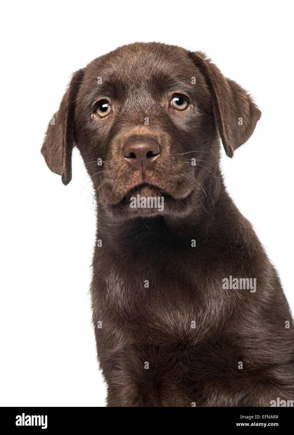 Mixed-breed Labrador & Husky puppy (9 weeks old) against white background Stock Photo