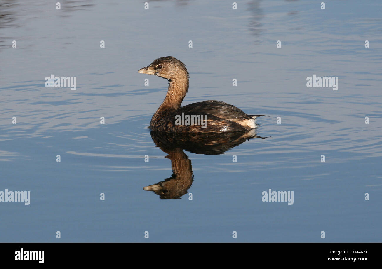 Pied billed grebe swimming with reflection Florida USA Stock Photo