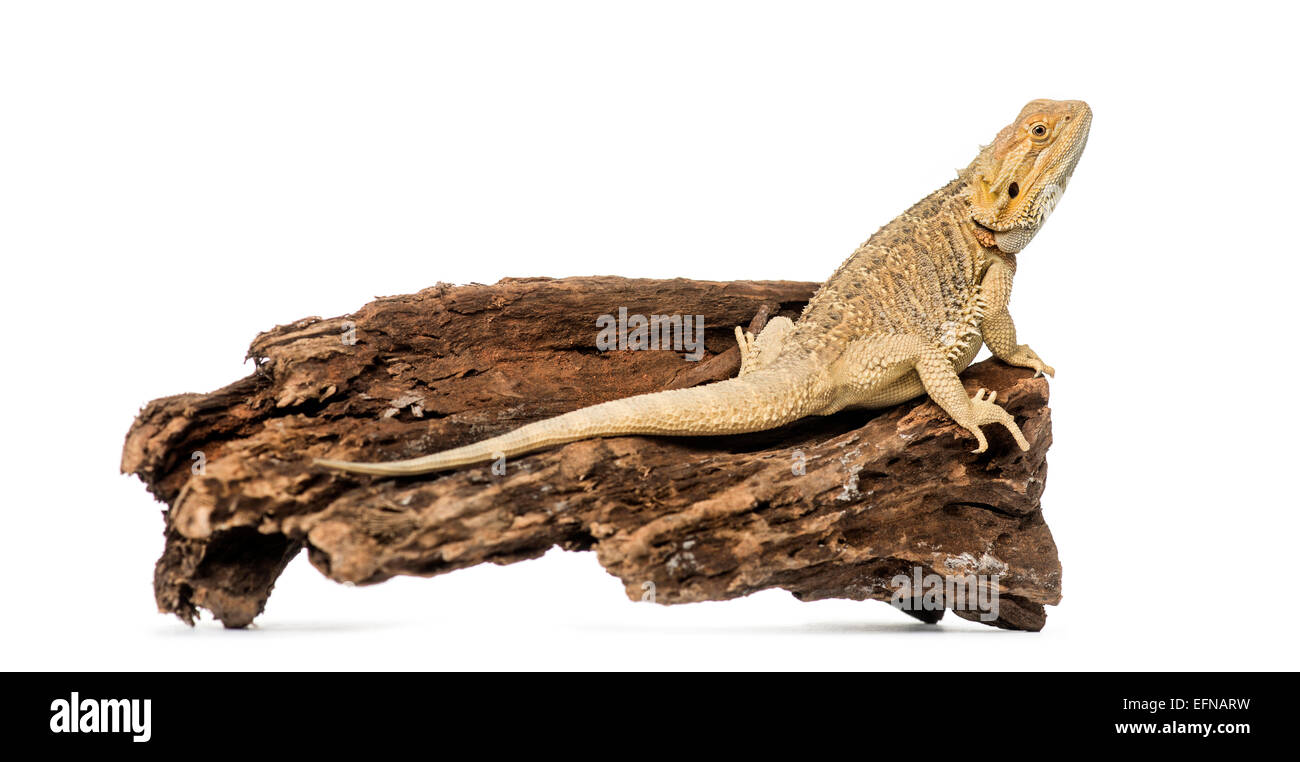 Bearded Dragon, Pogona vitticeps, against white background Stock Photo
