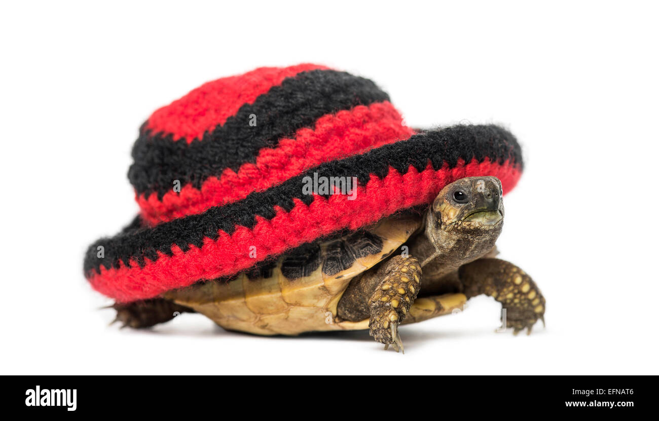 Hermann's tortoise wearing hat against white background Stock Photo