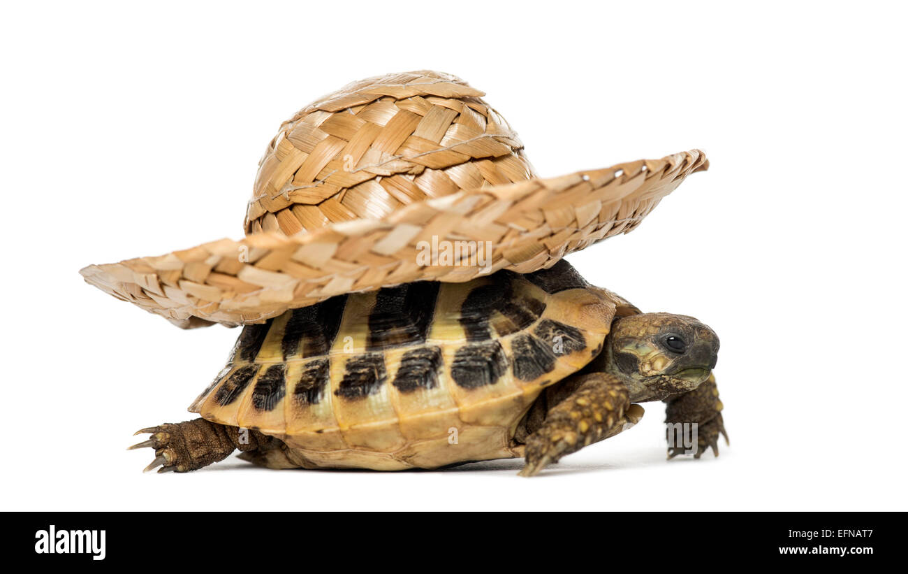 Hermann's tortoise wearing straw hat against white background Stock Photo