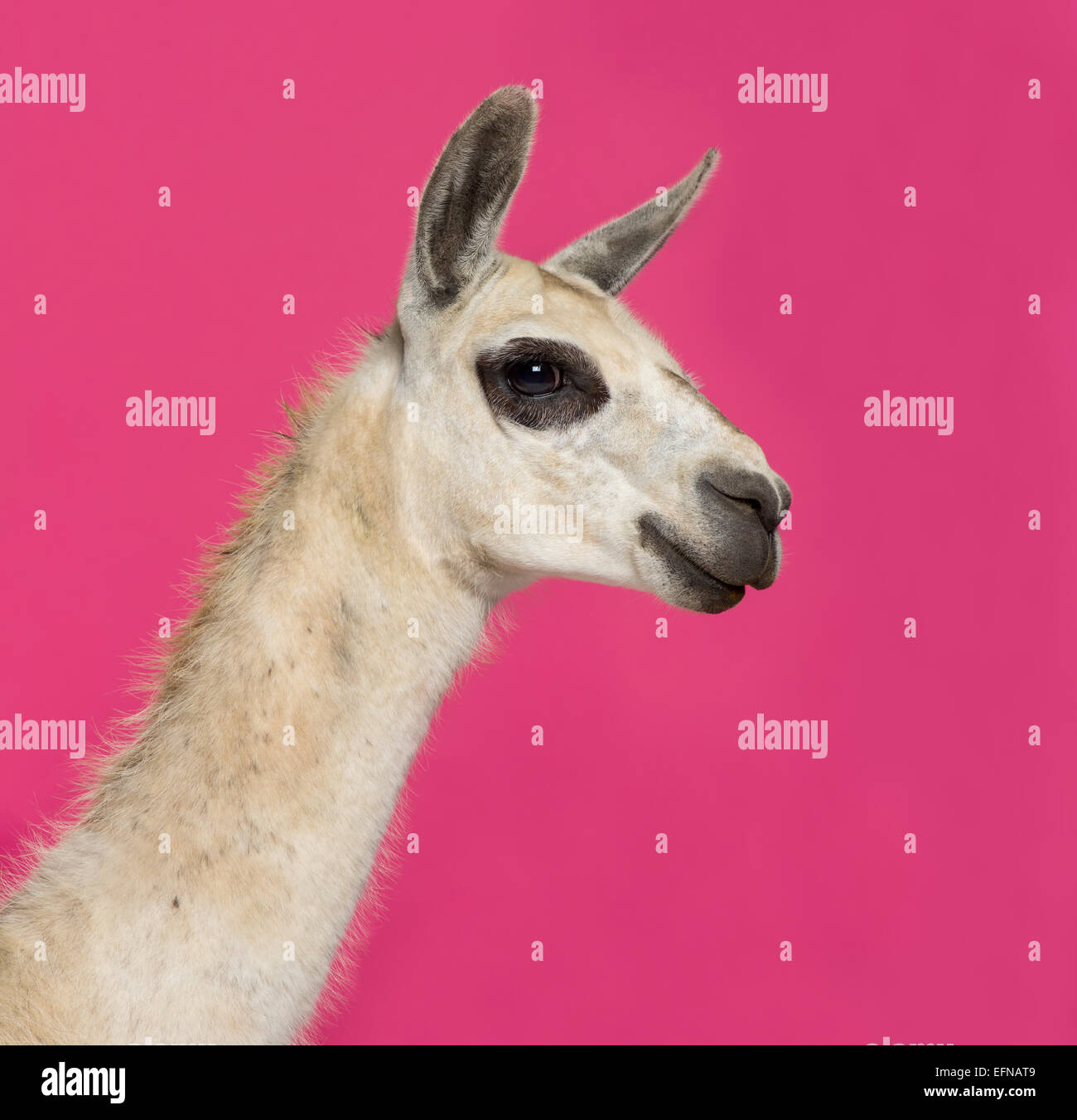 Close-up of a Llama in front of a pink background Stock Photo