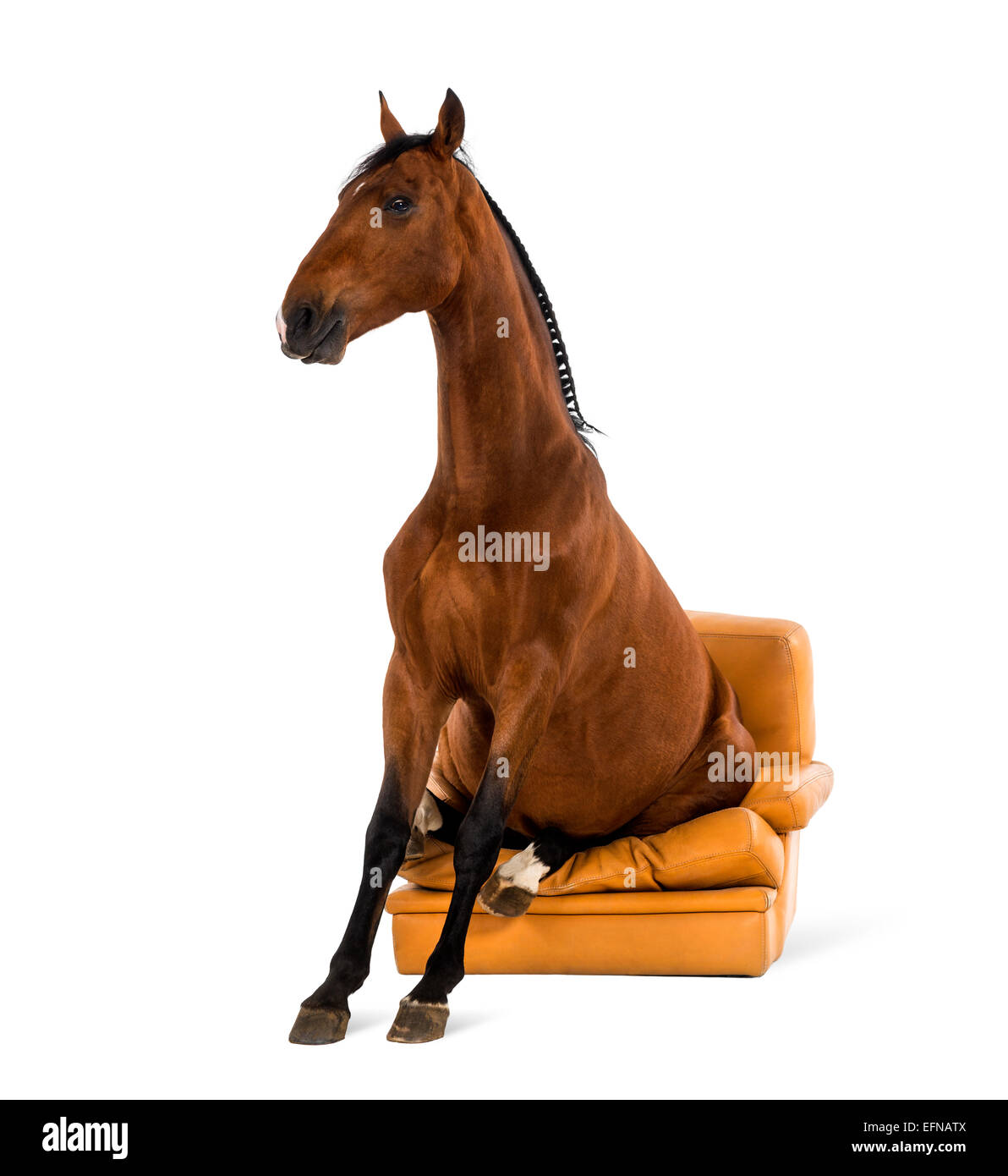 Andalusian horse sitting on an armchair against white background Stock Photo