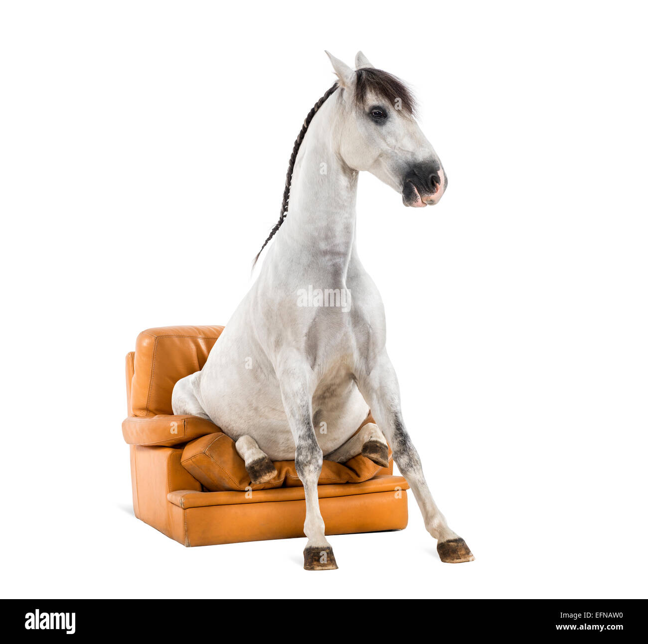 Andalusian horse sitting on an armchair against white background Stock Photo