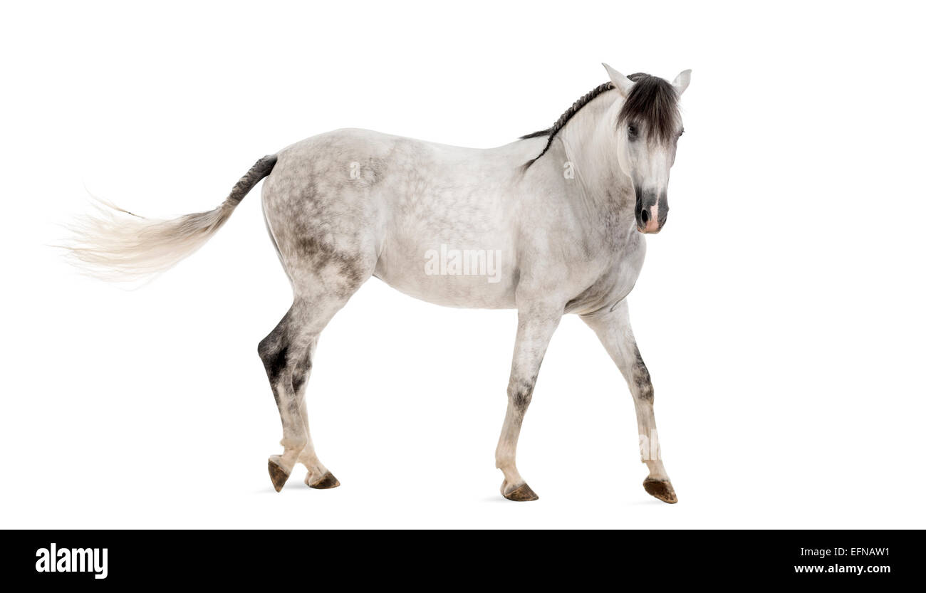 Andalusian horse against white background Stock Photo