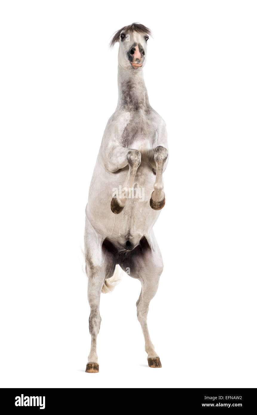 Andalusian horse rearing up against white background Stock Photo