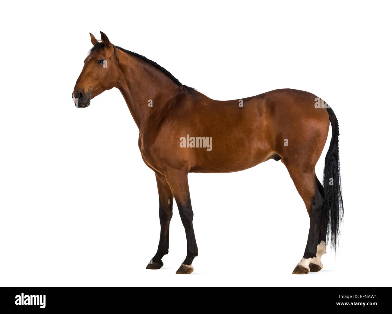 Andalusian horse against white background Stock Photo