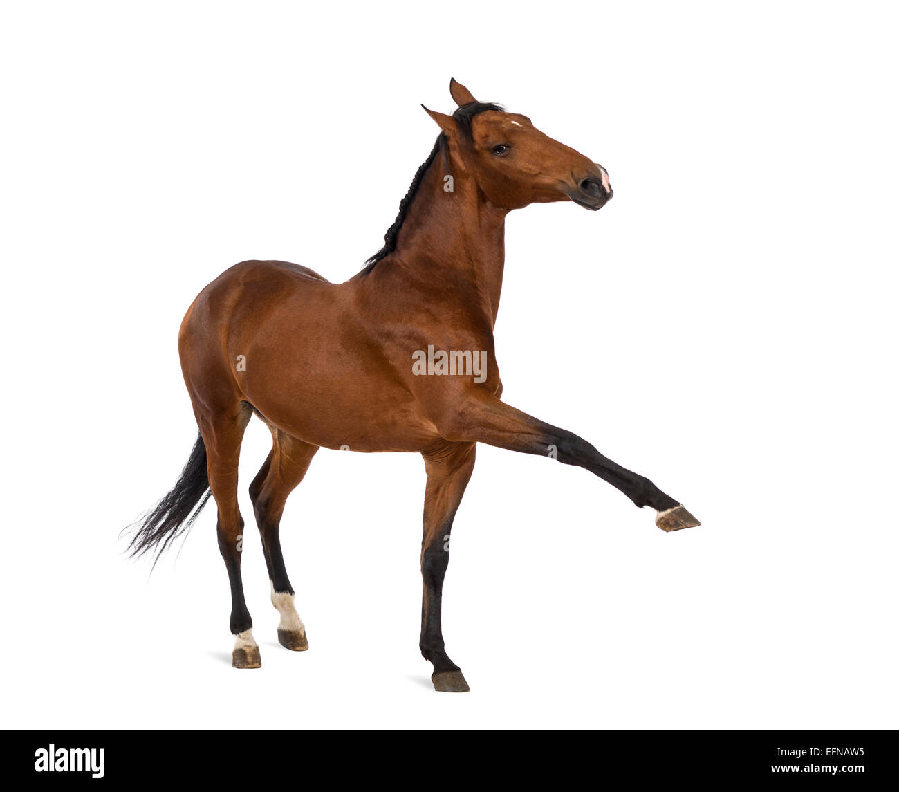 Andalusian horse with a leg up against white background Stock Photo