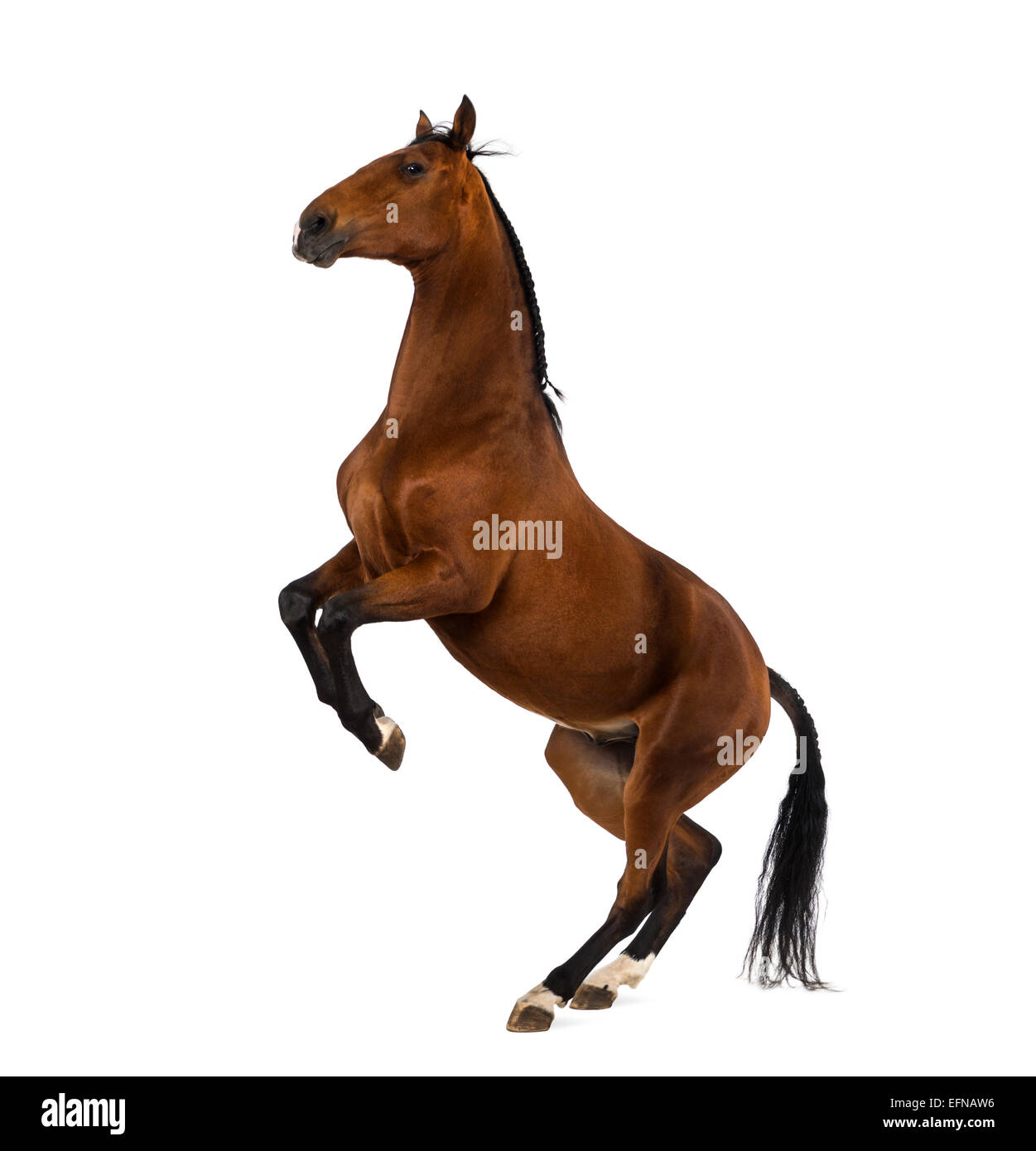 Andalusian horse rearing up against white background Stock Photo