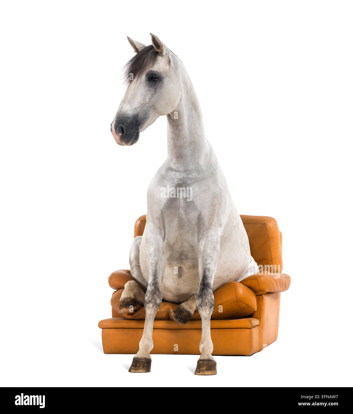 Лошадка сидит. Сидячая лошадь. Лошадь сидит. Конь сидит.