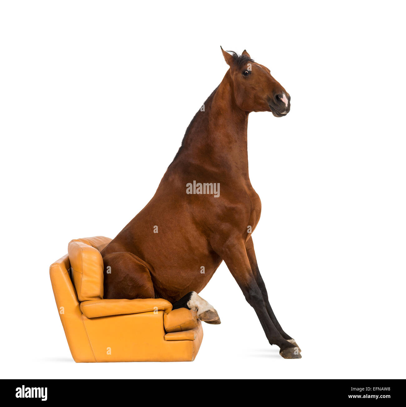 Лошадка сидит. Сидячая лошадь. Лошадь сидит. Конь сидит. Лошадь сидя.