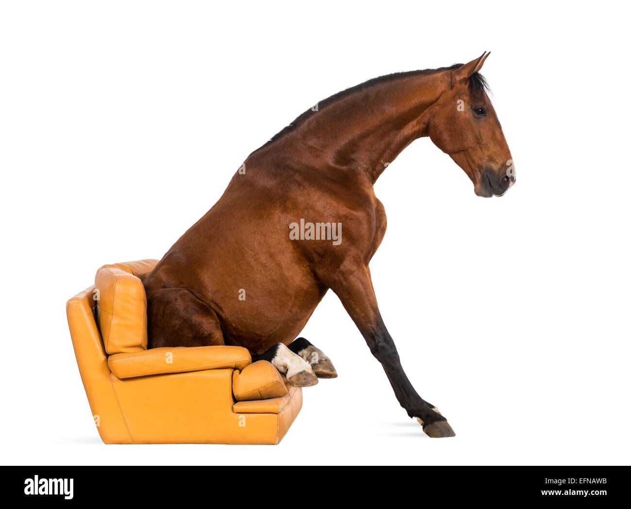 Andalusian horse sitting on an armchair against white background Stock Photo