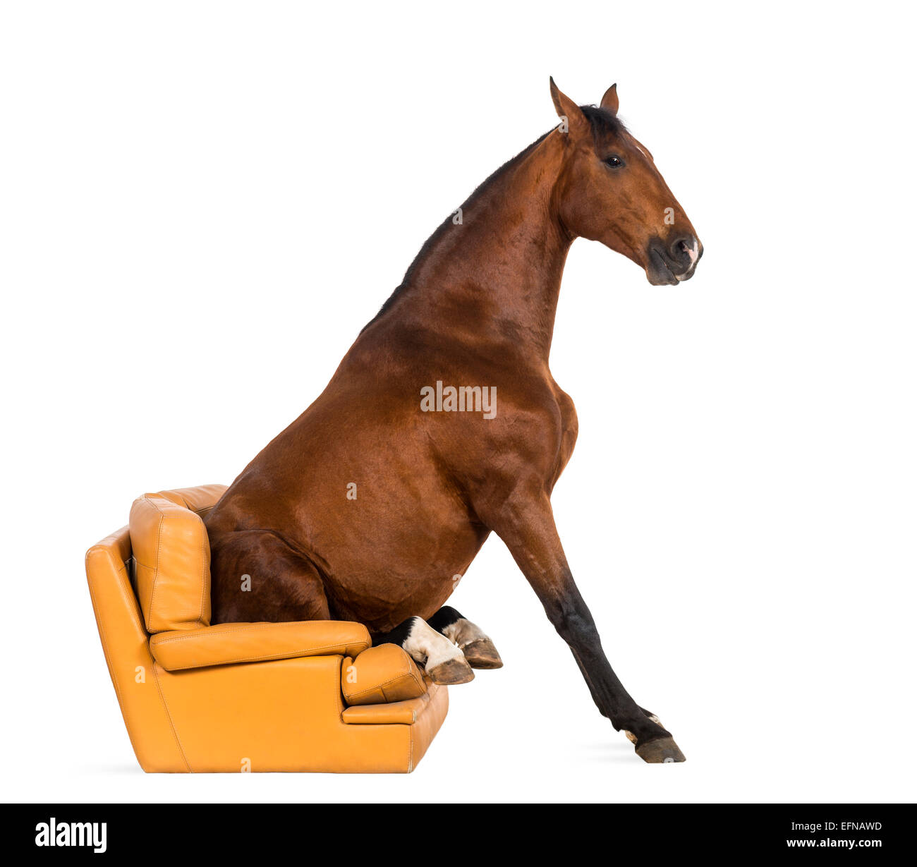 Andalusian horse sitting on an armchair against white background Stock Photo