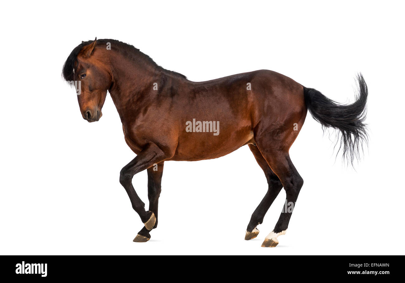 Andalusian horse trotting against white background Stock Photo