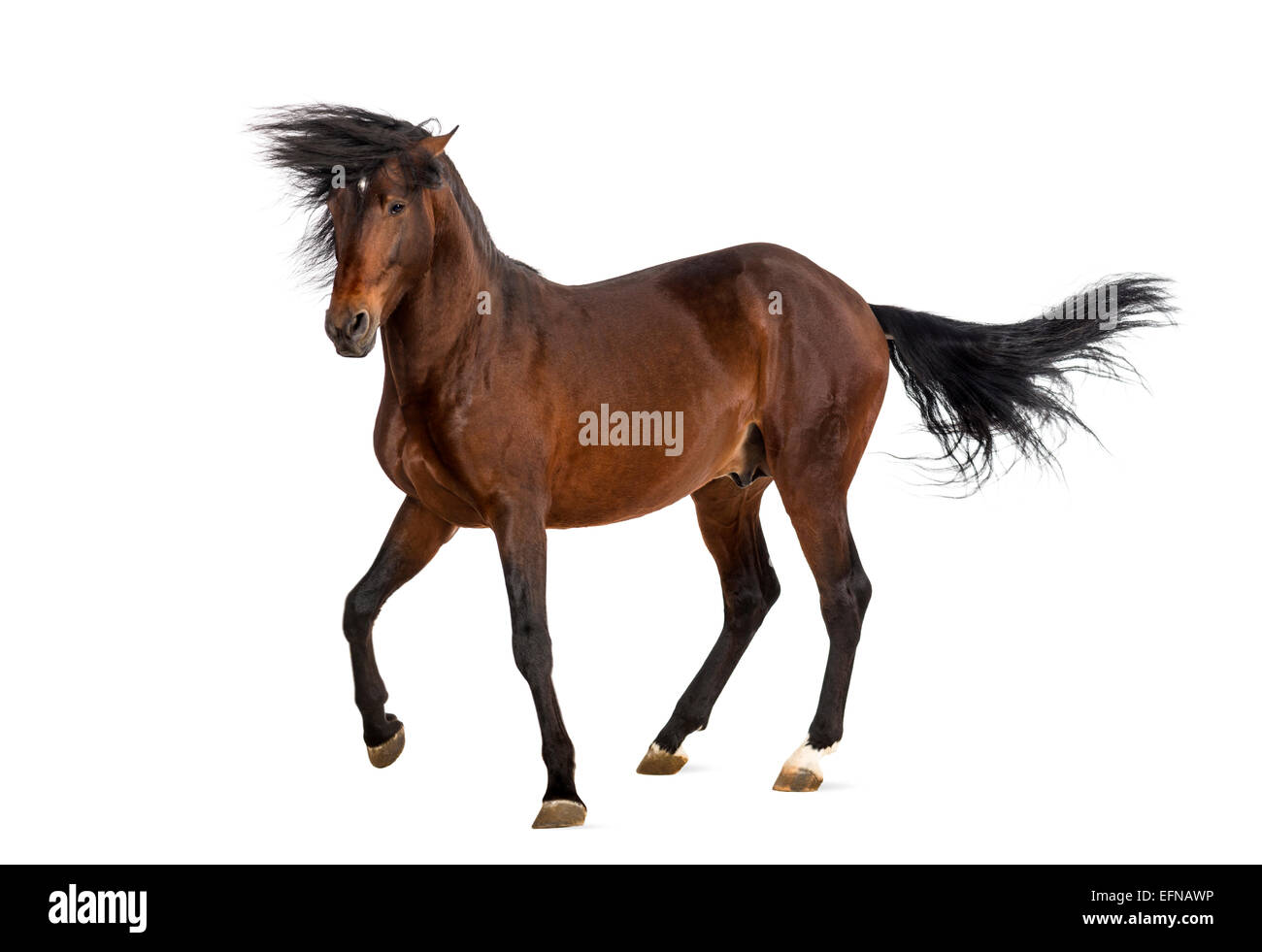 Andalusian horse trotting Stock Photo