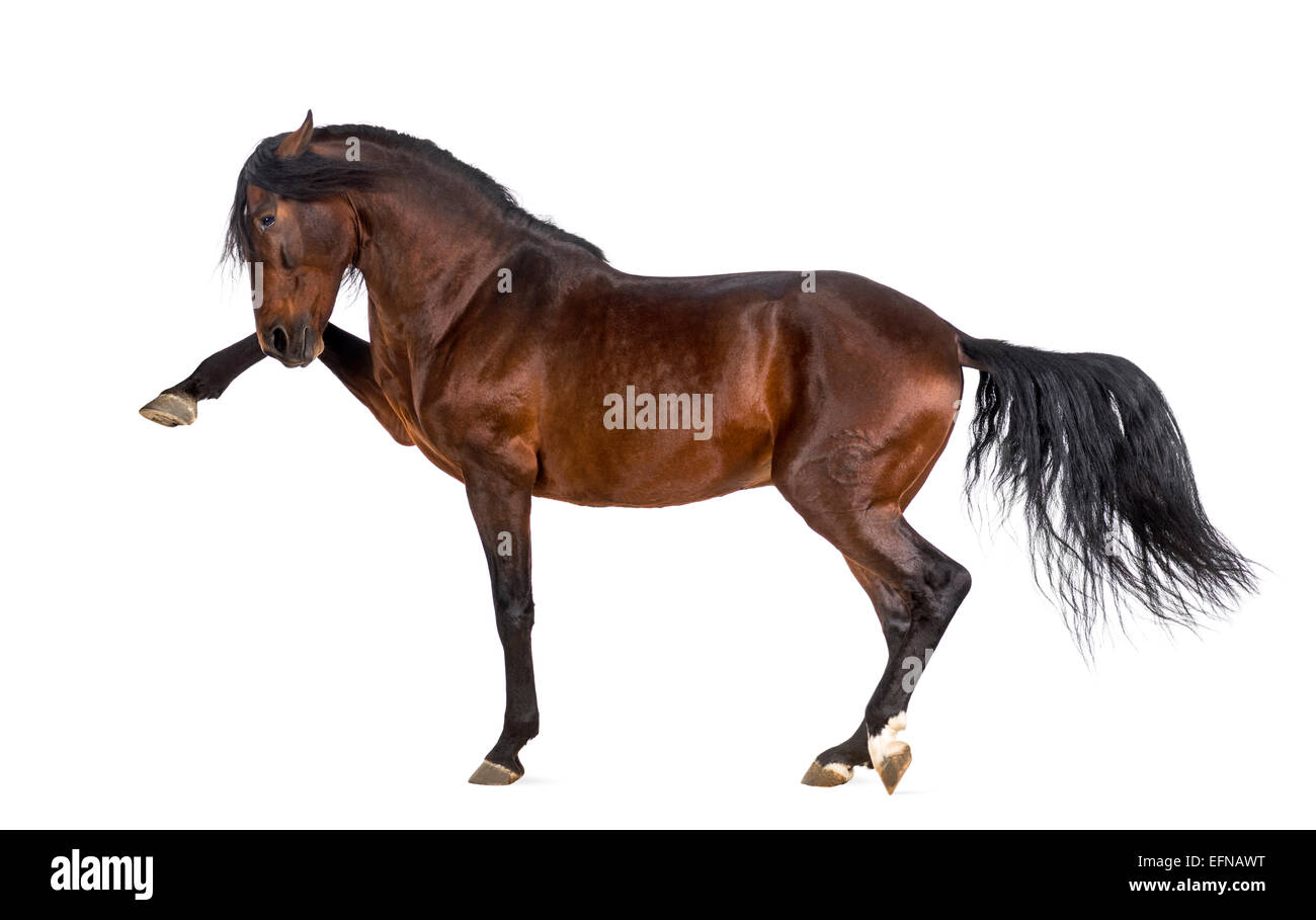 Andalusian horse performing Spanish walk against white background Stock Photo