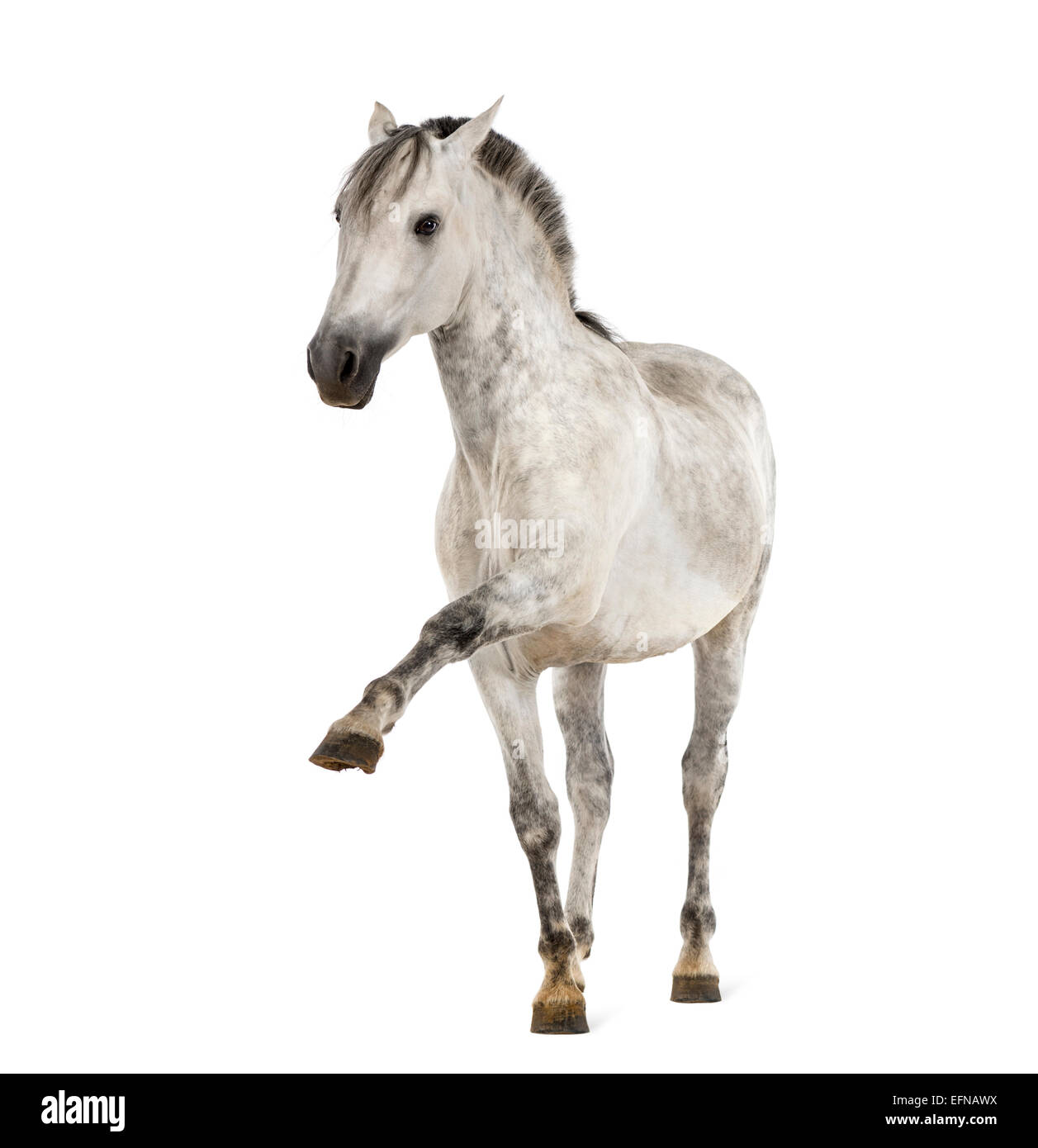 Andalusian horse with a leg up against white background Stock Photo