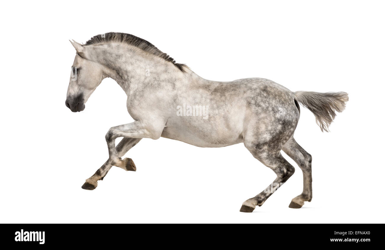 Andalusian horse galloping against white background Stock Photo