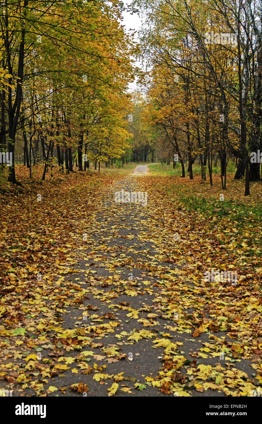 Autumn road with yellow foliage in park Stock Photo - Alamy