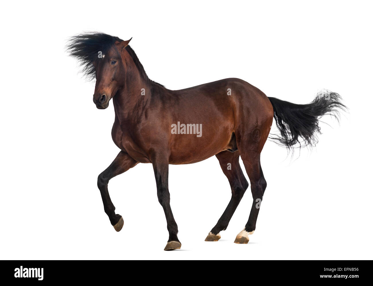Andalusian horse trotting against white background Stock Photo