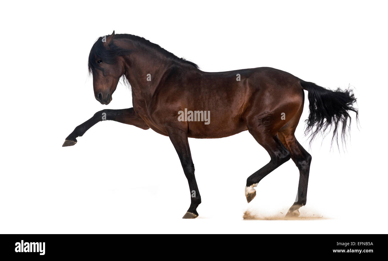 Andalusian horse performing Spanish walk against white background Stock Photo