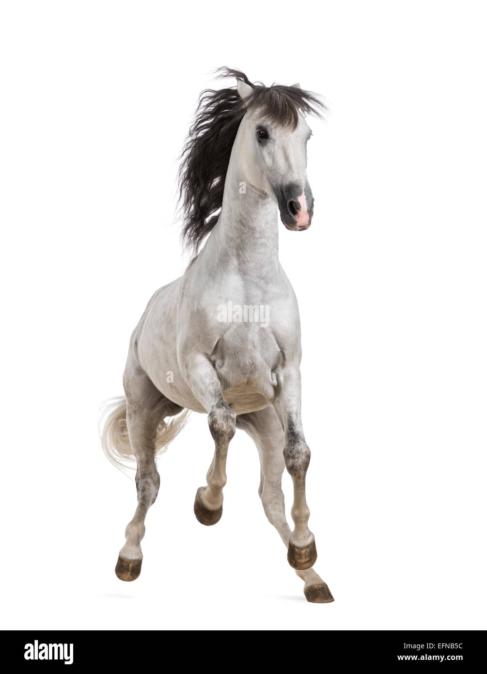 Andalusian horse galloping against white background Stock Photo
