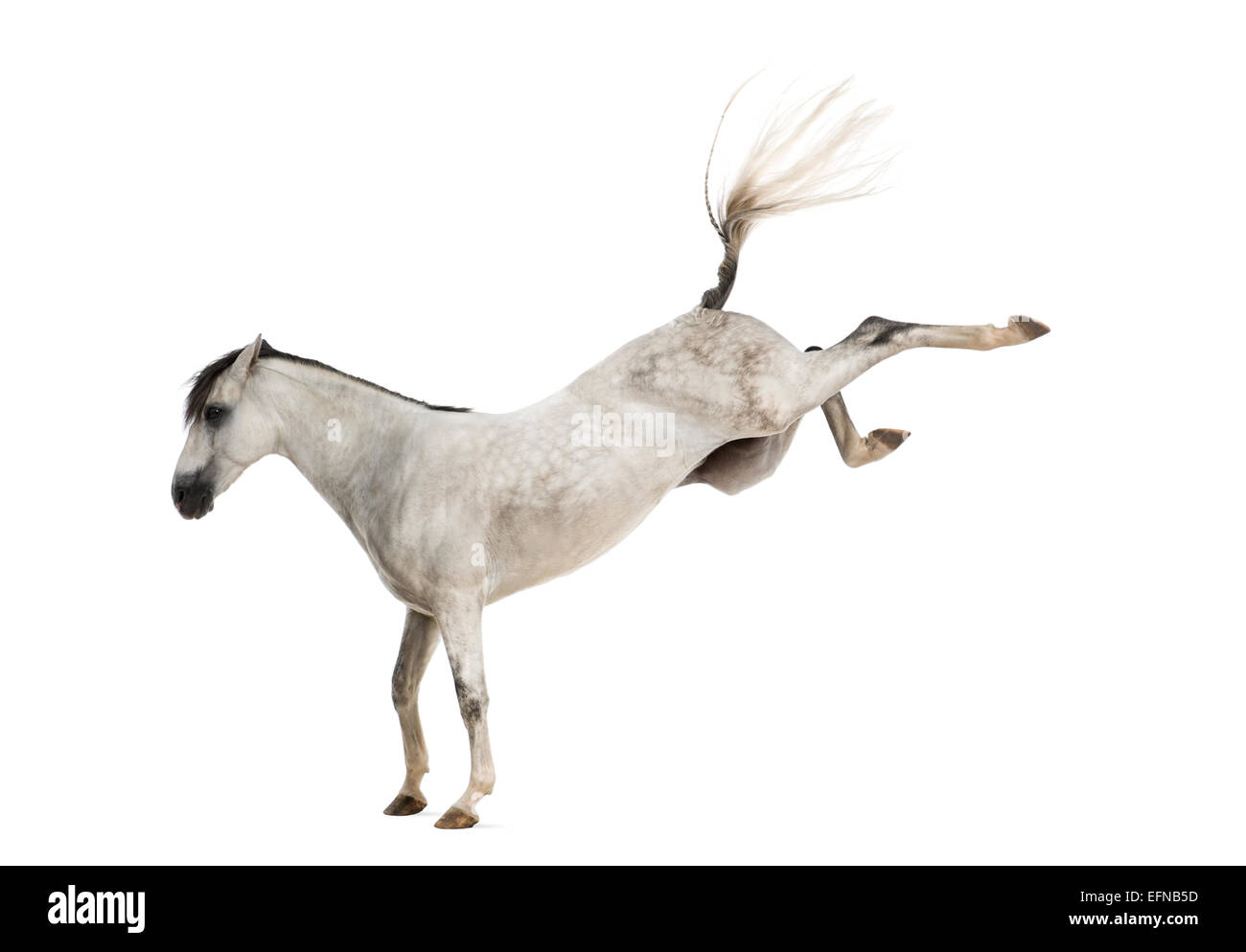 Andalusian horse kicking out Stock Photo