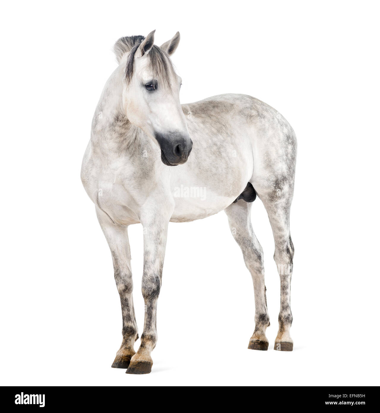 Andalusian horse standing against white background Stock Photo