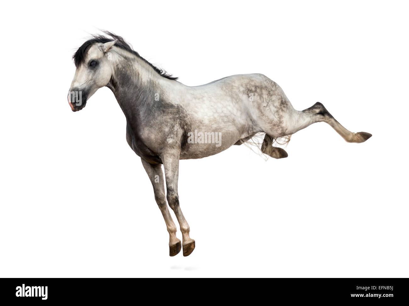 Andalusian horse kicking out against white background Stock Photo
