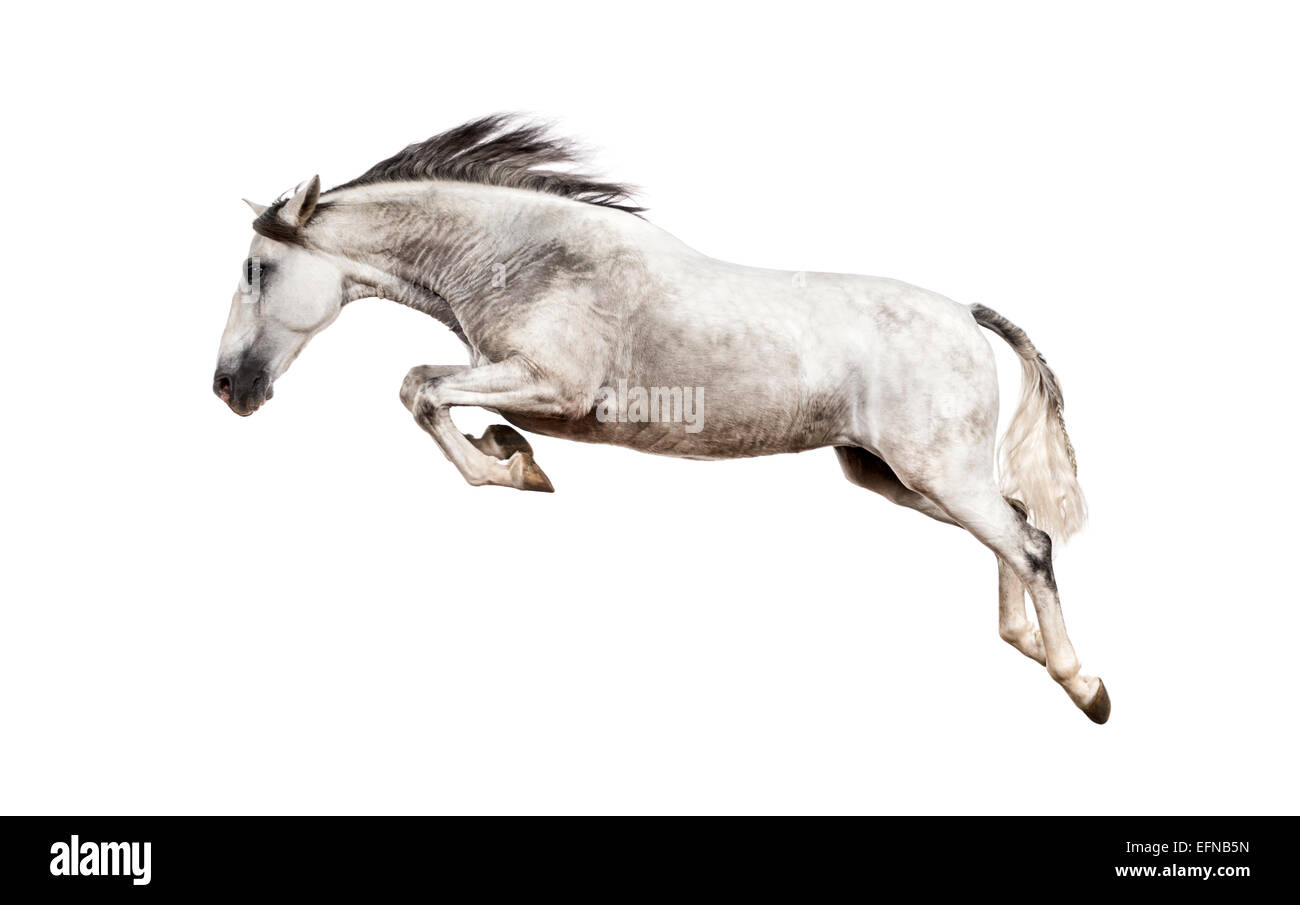 Andalusian horse jumping against white background Stock Photo