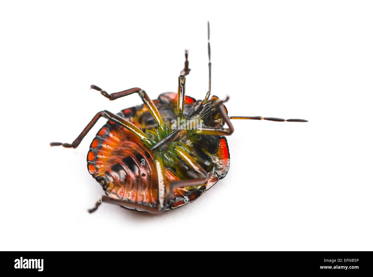 Southern green stink bug, Nezara viridula, against white background Stock Photo