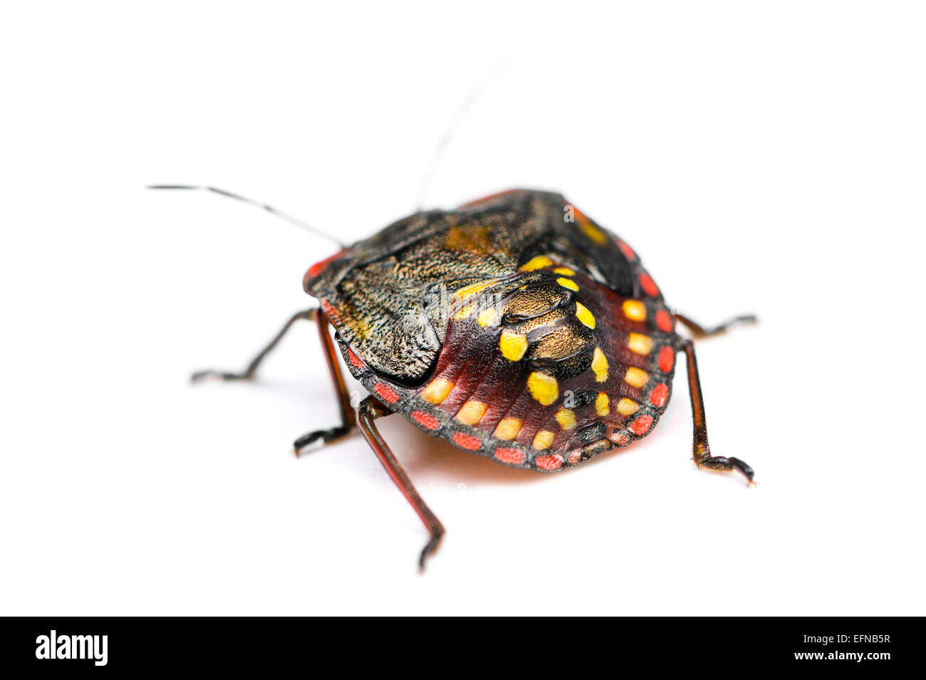 Southern green stink bug, Nezara viridula, against white background Stock Photo