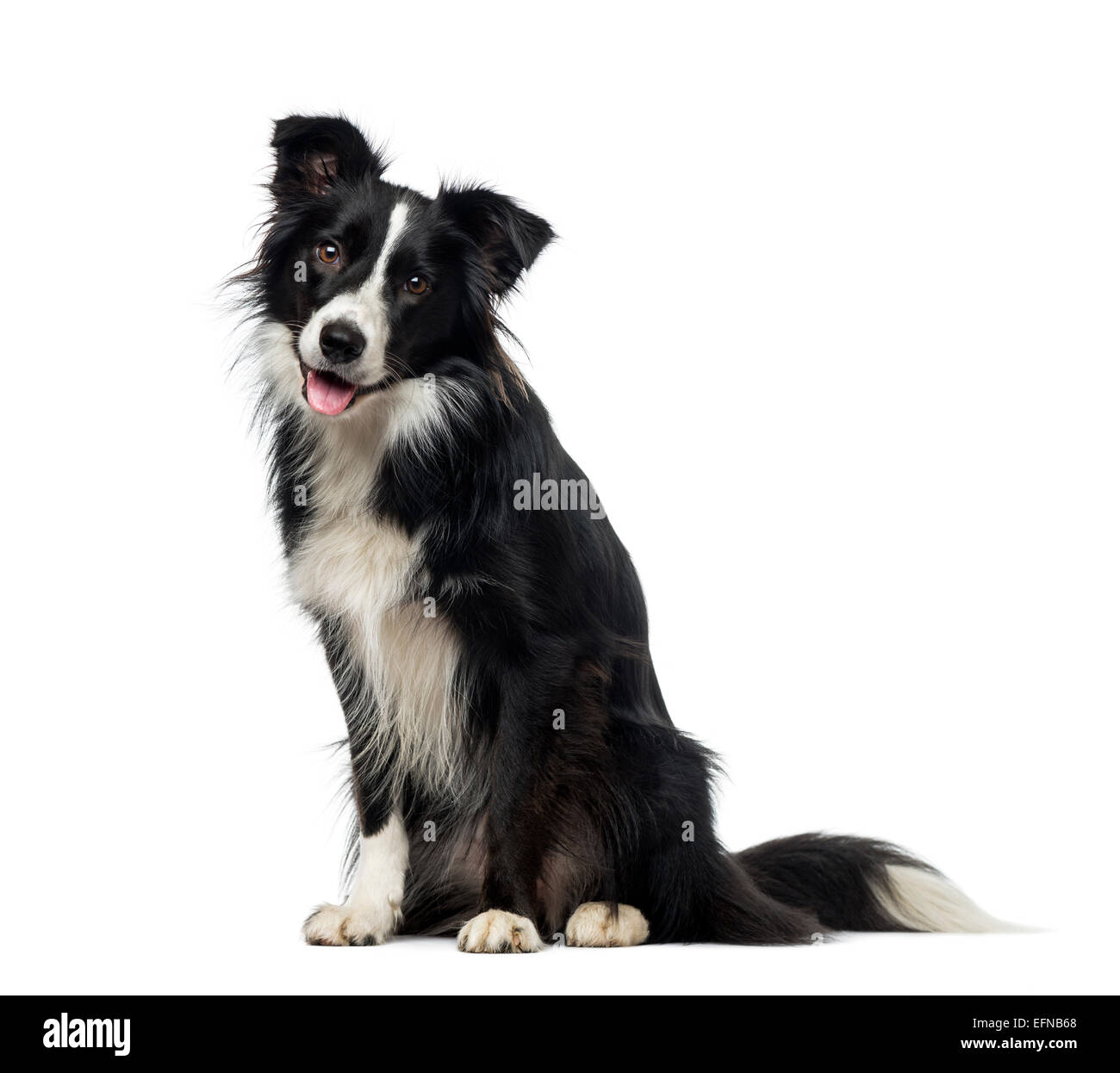 Border Collie (2 years old) against white background Stock Photo