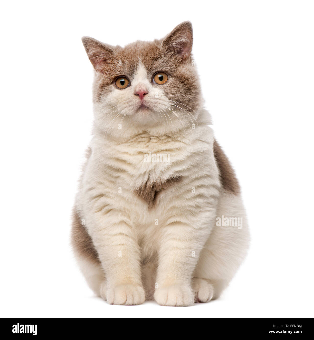 British shorthair cat against white background Stock Photo