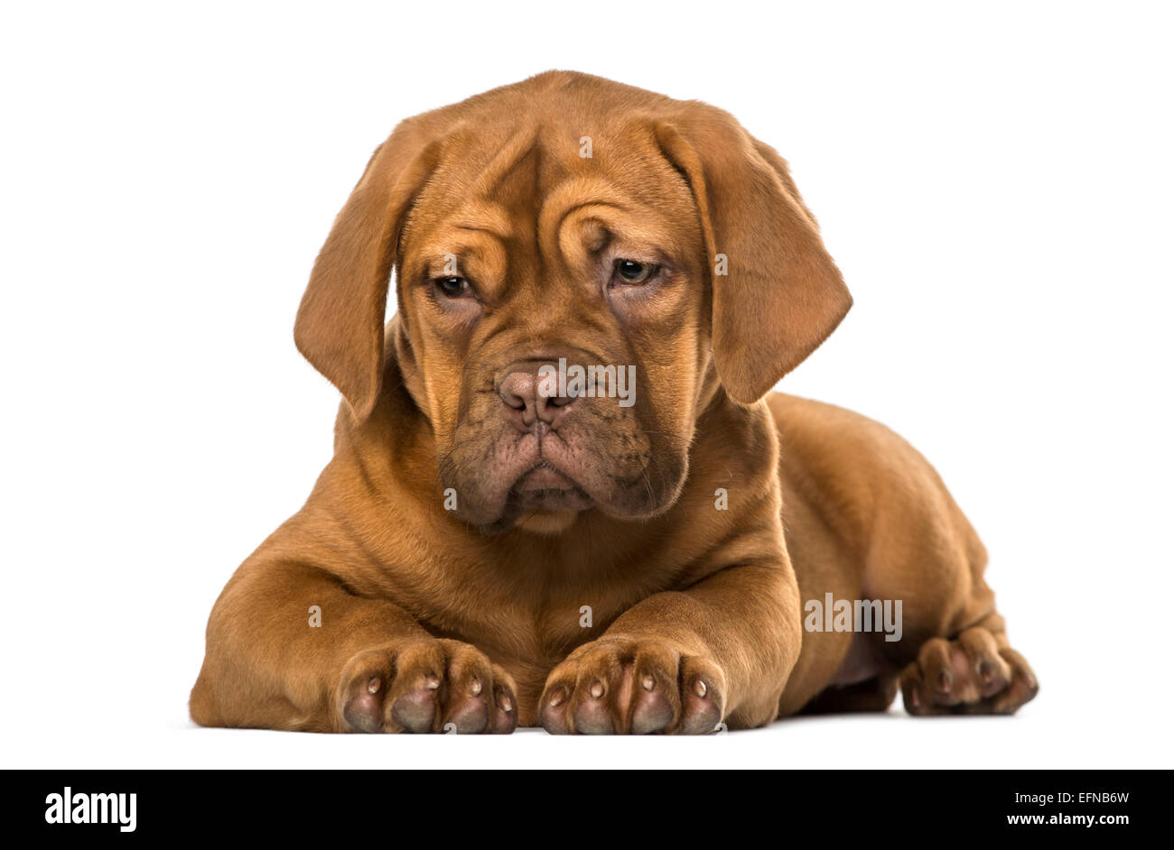 Are Dogue De Bordeaux Puppies Lazy