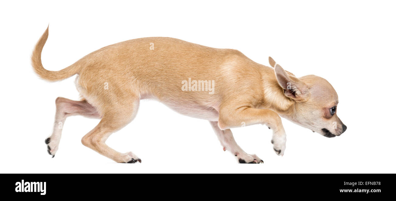 Scared chihuahua against white background Stock Photo