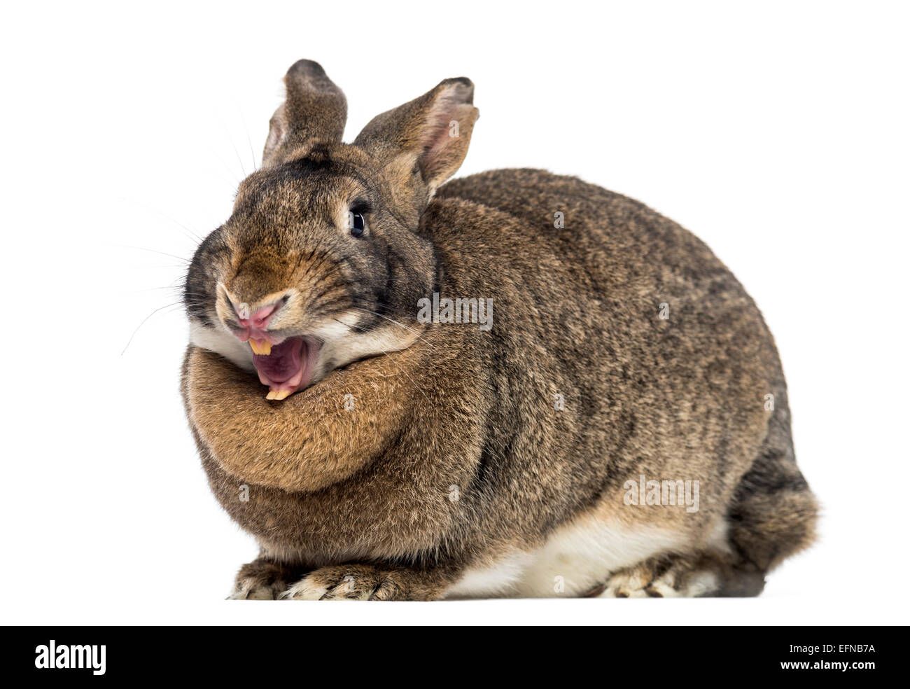 Angry Rabbit High Resolution Stock Photography and Images Alamy