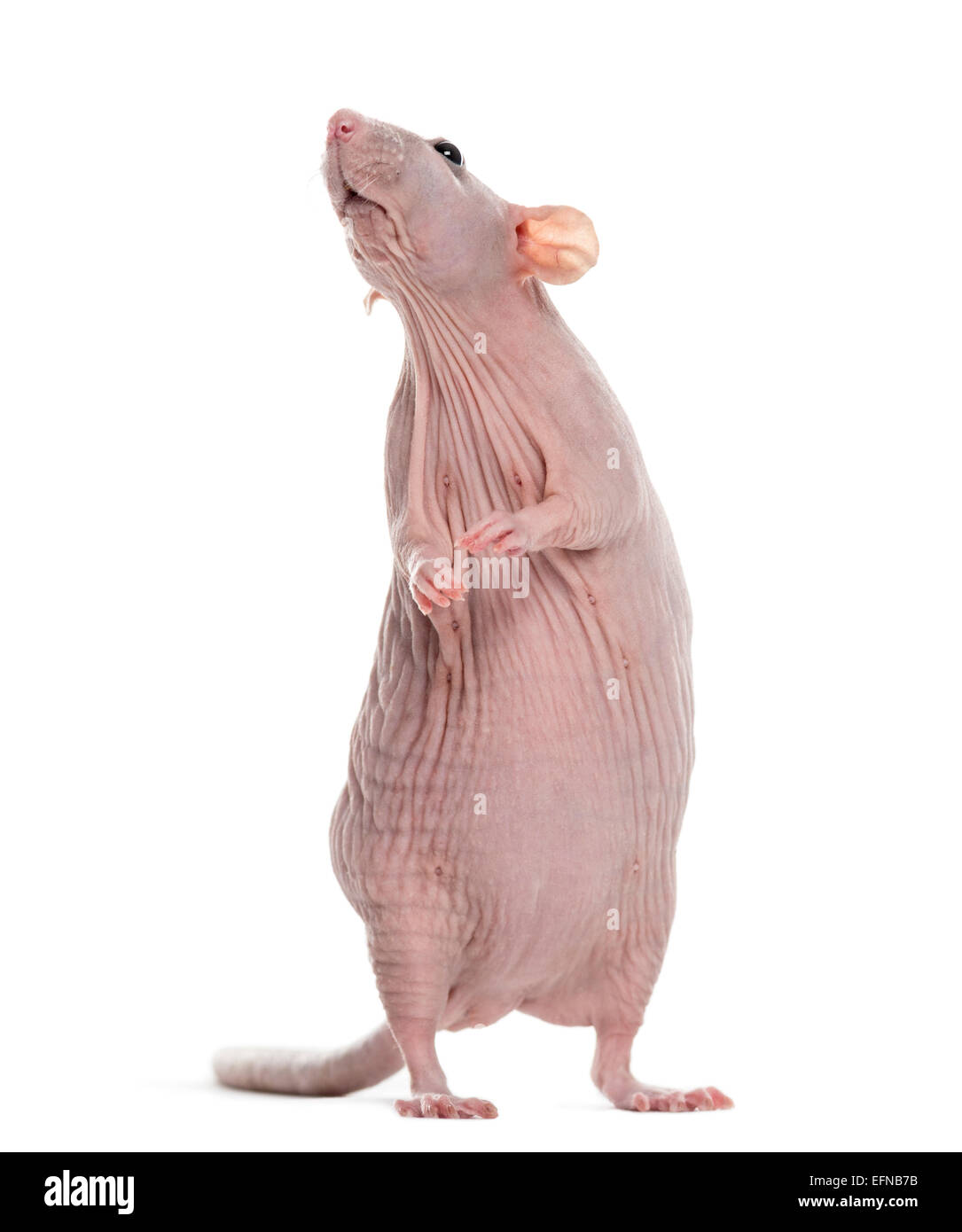 Hairless rat, Rattus norvegicus, against white background Stock Photo