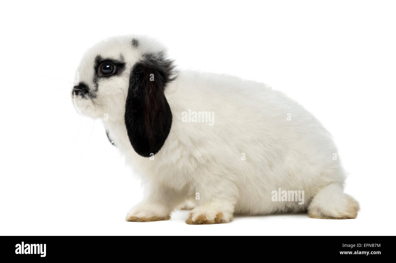 Lop rabbit against white background Stock Photo