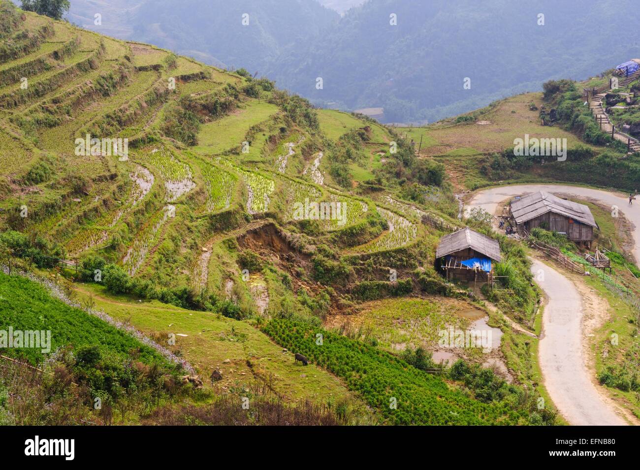 Rice fields on terraced of  Cat Cat Village, Sapa Vietnam. Stock Photo