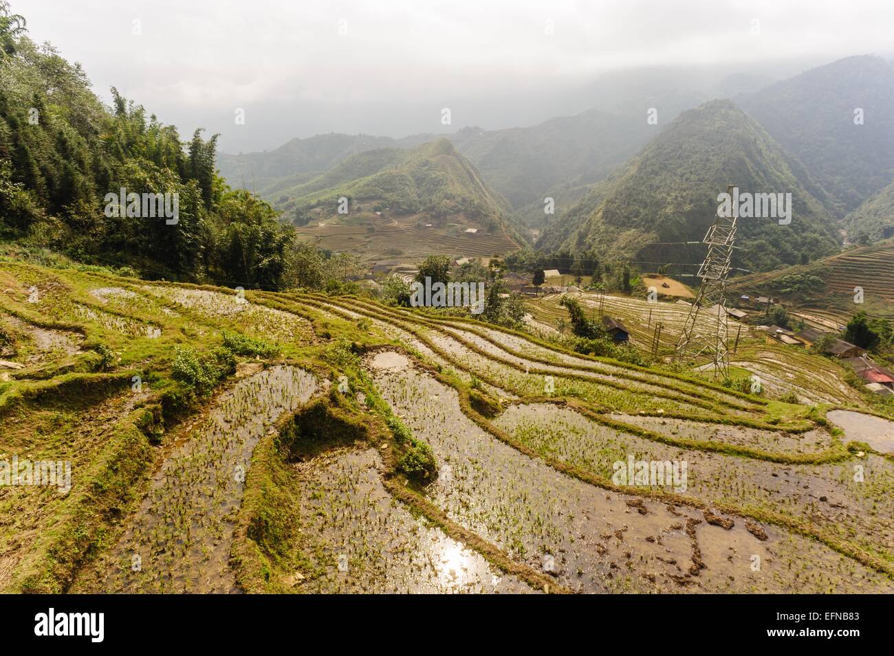 Rice fields on terraced of  Cat Cat Village, Sapa Vietnam. Stock Photo