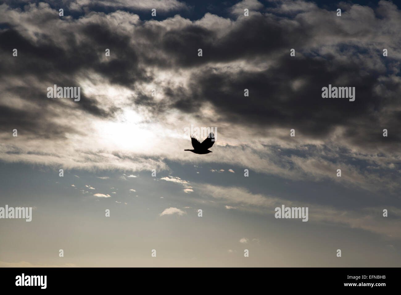 Bird flying Away from the Sun Stock Photo