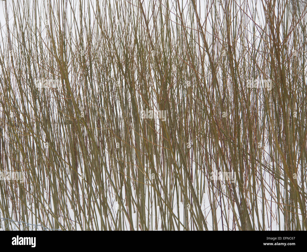 A salix species planted tightly as part of an effort to clear pollution and heavy metals in the soil, Oslo Norway Stock Photo