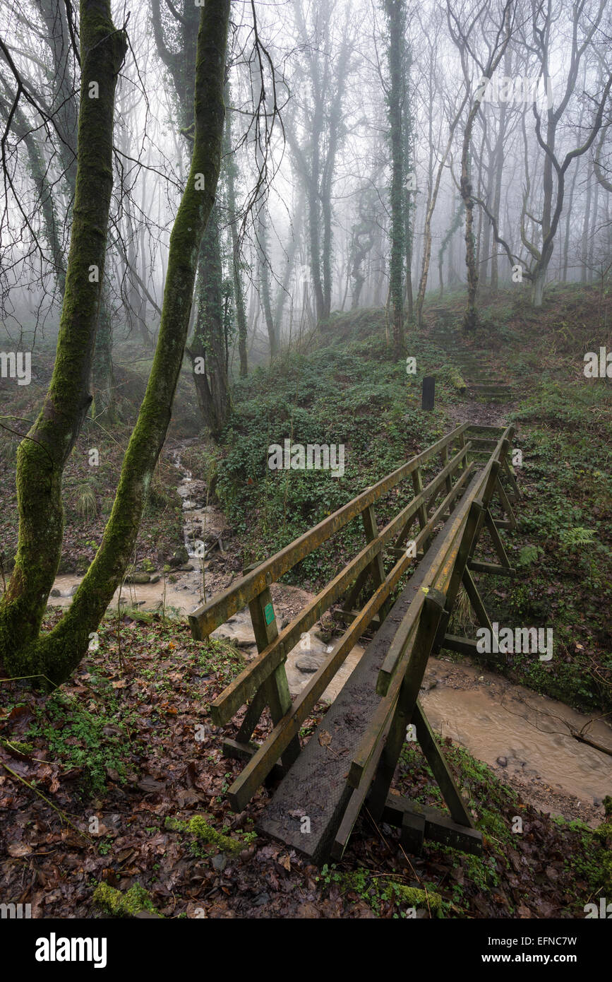 A wooden footbridge over a stream in Tom Wood, Derbyshire on a misty winter morning. Stock Photo