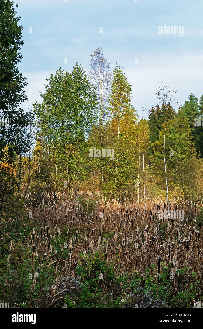 Autumn Rudd Rudd reserve hi-res stock photography and images - Alamy