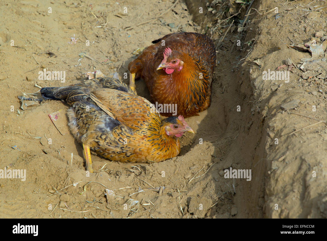 Domestic Chickens enjoying a dust bath Stock Photo