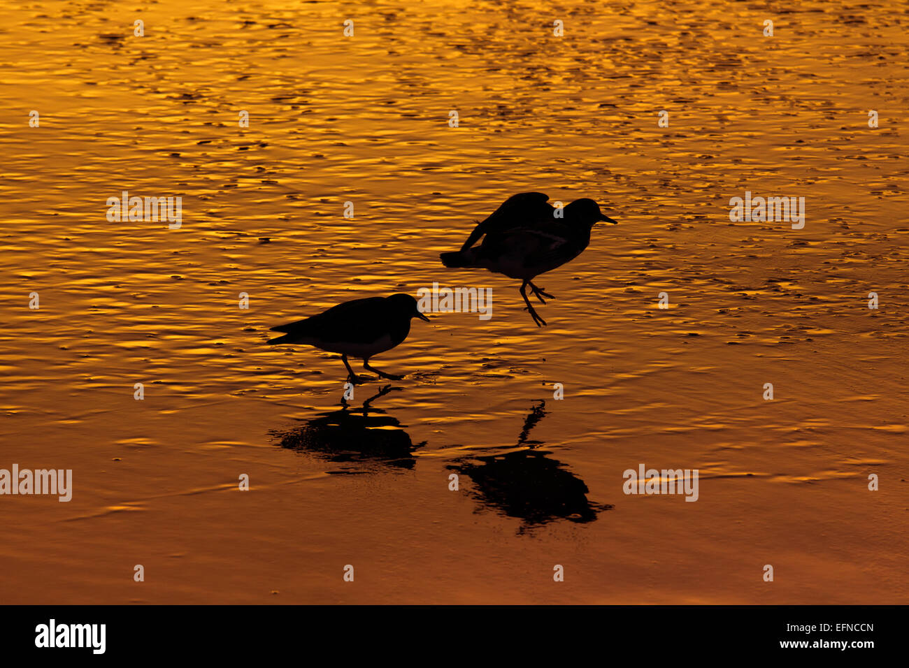 Turnstone Arenaria interpres flock silhouetted against a winter sunset on a Norfolk beach as evening  tide comes in Stock Photo