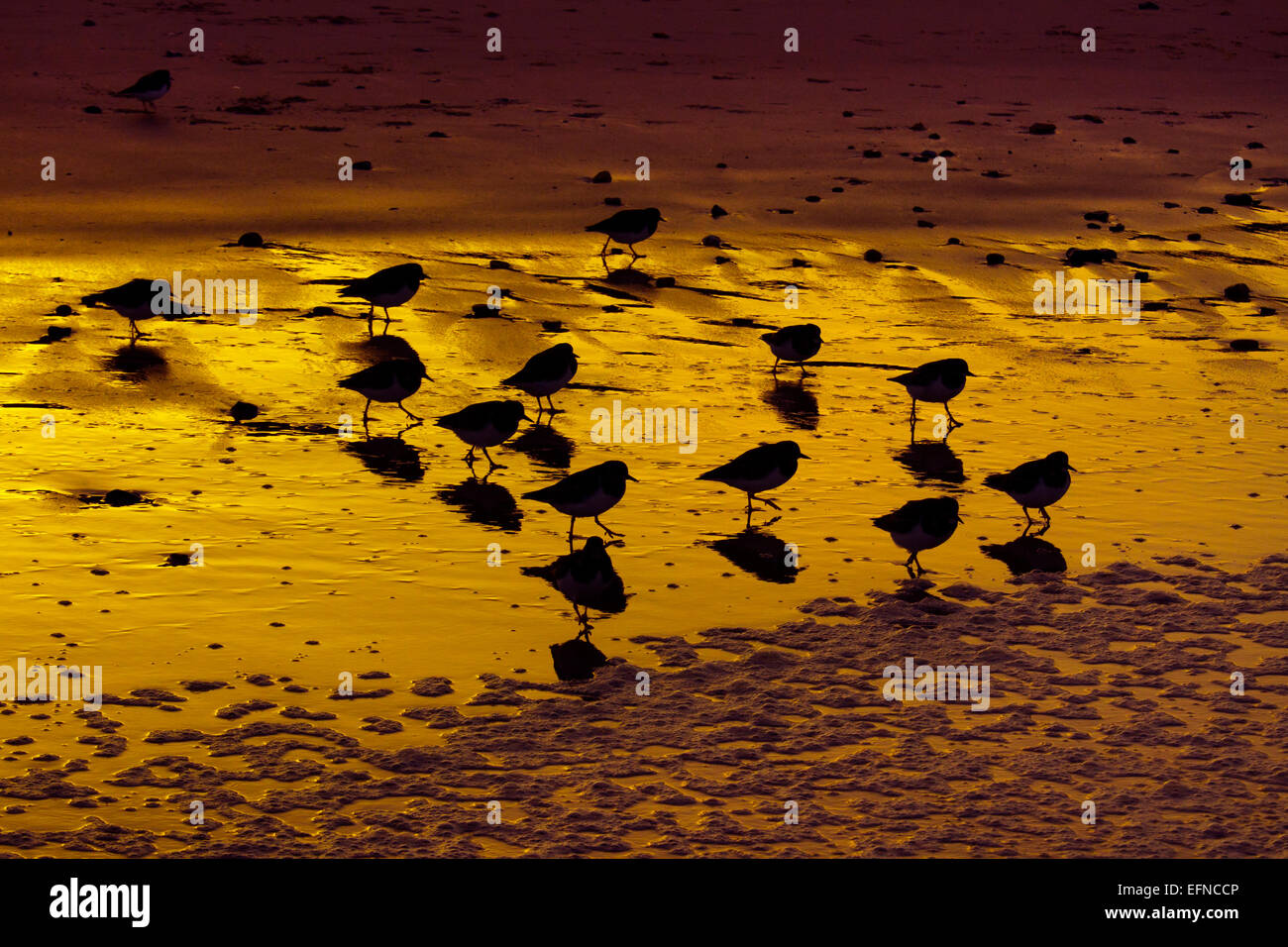 Turnstones Arenaria interpres flock on shoreline Stock Photo